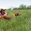 Mel doing bird work with Vizsla Suede