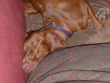 The aftermath, back home a too pooped Amante - Denver, Colorado
