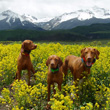 Vizslas Kosmo, Lola, and Remus hiking in Telluride Colorado