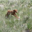 Trip in pursuit of the chukar