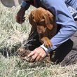 Vizsla puppy Trip and Mel doing bird work