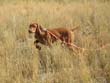 Vizsla Trip on point - 6 months