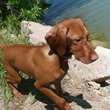 Vizsla puppy Trip - Pretty Girl!
