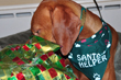 Trip--Santa's Little Helper!