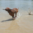 Vizsla puppy Trip retrieving