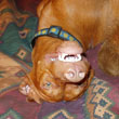 Vizsla Kosmo -- Uglyface!