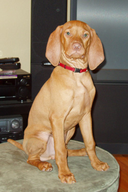 Vizsla puppy Kosmo sitting pretty
