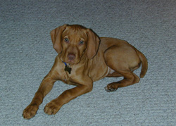 Remus 3 months old