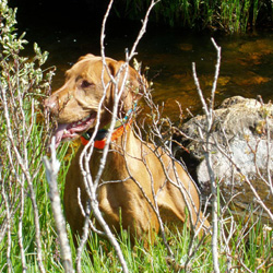 remus cools off in the river
