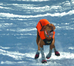 Remus shows how much energy a 7 year old Vizsla still has