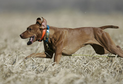 Remus hunting for birds