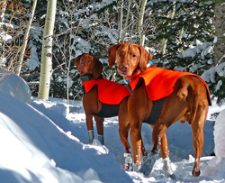 Remus and Kos snowshoe in Colorado