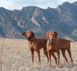 Remus and Kos hiking in Flatirons Boulder Colorado