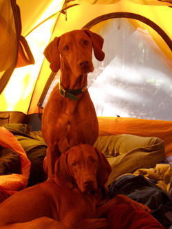 Remus and Kosmo camping in Rabbit Ears Pass Colorado