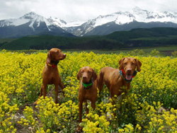 Remus Kosmo and Lola hiking in Rocky Mountains Colorado