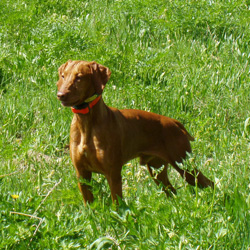 Remus enjoying a hike - Rabbit Ears Pass
