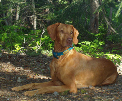 Remus rests at campsite