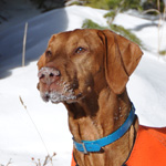 Snow-dusted Remus