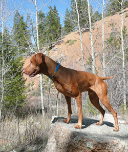 Handsome Vizsla Remus standing staunch in Colorado Springs, Colorado