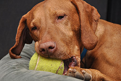 Remus and his favorite thing ever-tennis ball!