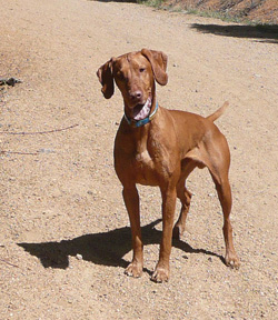 Silly Vizsla Remus hiking in Colorado Springs, Colorado
