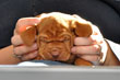 Vizsla pup Change getting a neck rub