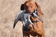 Vizsla pup Guinness retrieving
