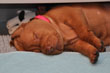 Hope catching some ZZZs