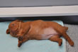 Hope-I've fallen and I can't get up!