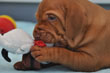 Vizsla pup learns to play with toys