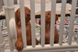 Jailbirds
