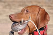 Kos practicing trained retrieve