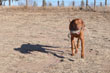 Kosmo retrieving a dummy quail