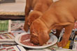 Learning to eat real food