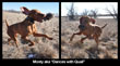 Monty aka 'Dances With Quail'