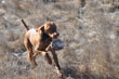 Monty retrieving