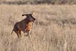 Mosey still hunting hard