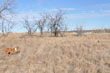 Mosey running down a quail