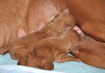 SuedeXSimon pups nursing