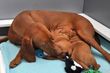 Suede nurses and cleans her pups