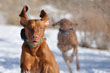 Vizsla puppy Trip snow dustin' Amante