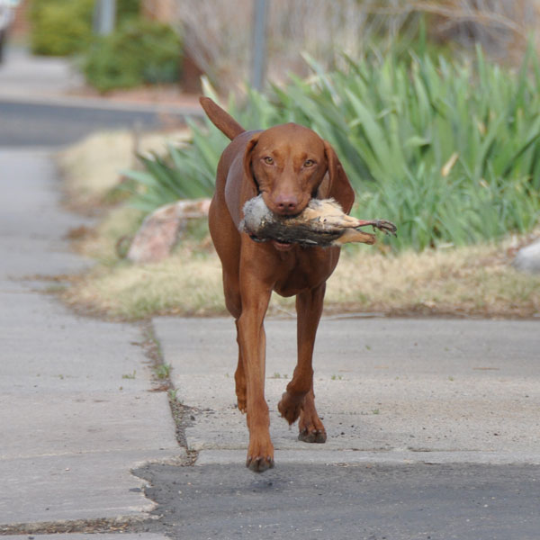 Suede happily practicing a trained retrieve