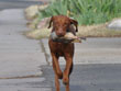 Suede practicing a trained retrieve