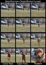 Suede practicing a trained retrieve