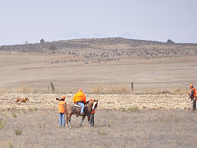 Thunder hustles back with the downed quail