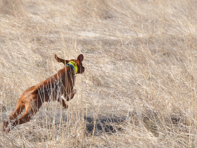 Trip's entusiastic BREAKAWAY!