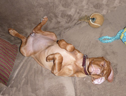 Vizsla puppy Trip sleeps belly up