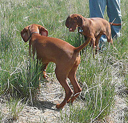 Vizsla littermates Trip and Peak on point -- Colorado