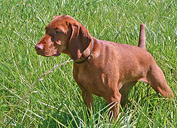 Vizsla puppy Trip on point at 5 months old