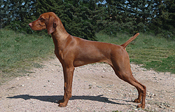 Beautiful Vizsla puppy Trip stacked - 7 months old